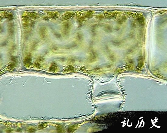 最佳年度生物显微照片，水蚤微观照居首(todayonhistory.com)