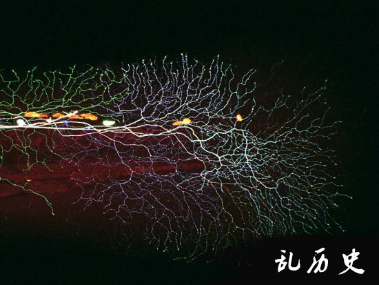 最佳年度生物显微照片，水蚤微观照居首(todayonhistory.com)