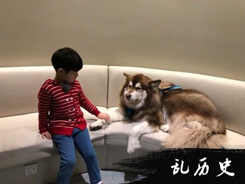 安吉与狗狗有爱互动 网友一眼认出是王思聪爱犬