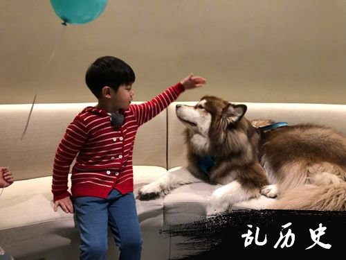 安吉与狗狗有爱互动 网友一眼认出是王思聪爱犬