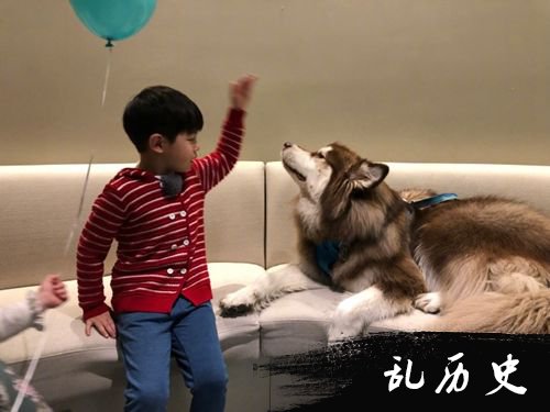 安吉与狗狗有爱互动 网友一眼认出是王思聪爱犬