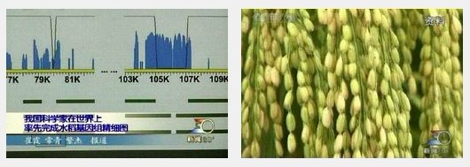 我完成世界首张水稻基因组精细图(todayonhistory.com)